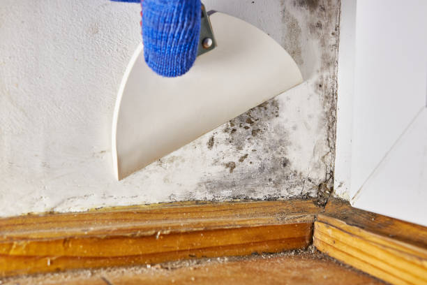 Trusted Greenock, PA Mold Removal Experts
